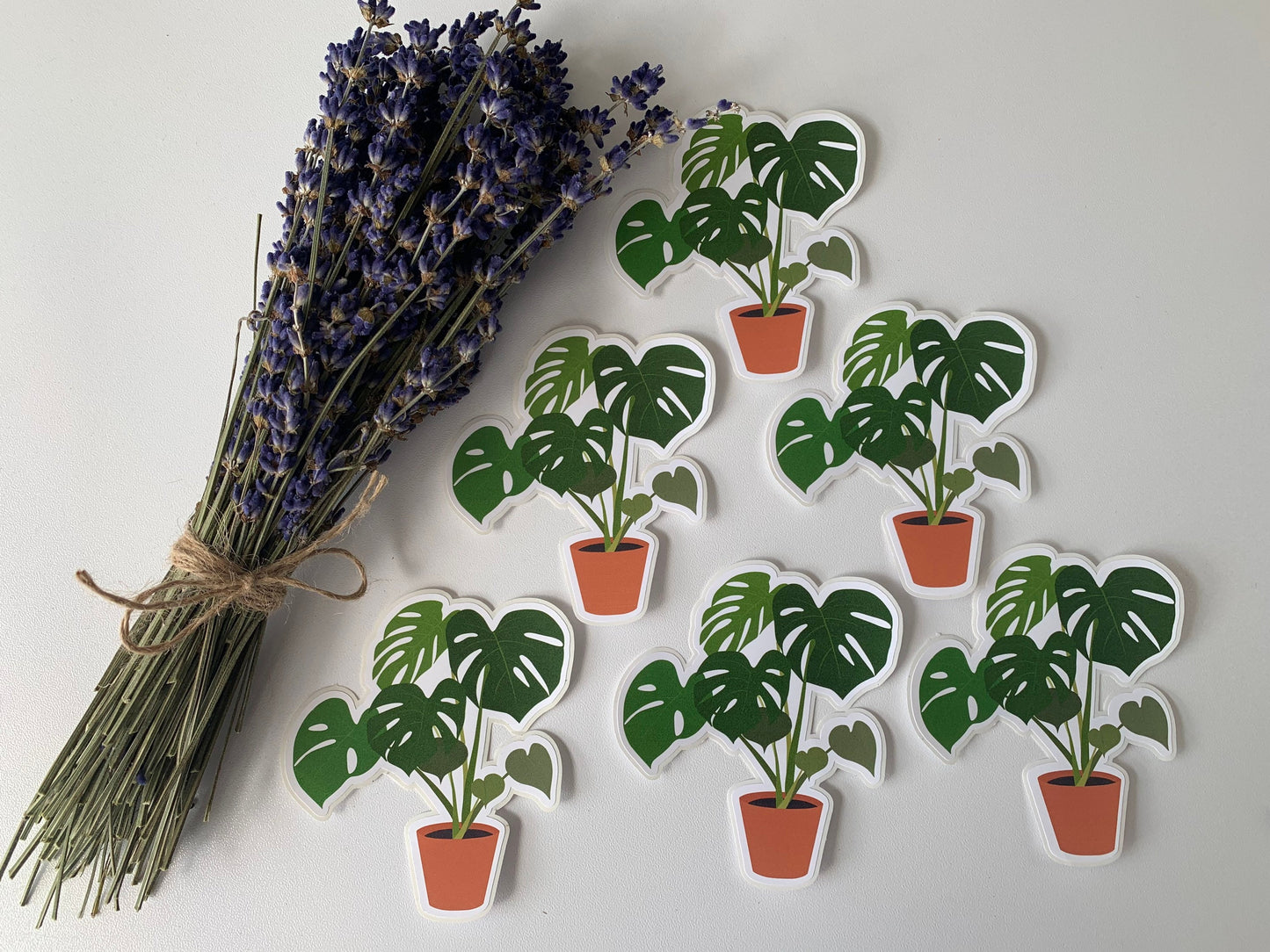Monstera Deliciosa Sticker