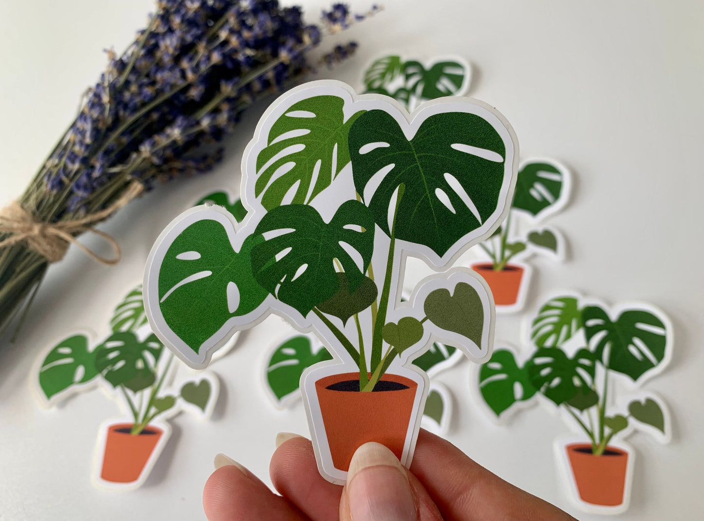 Monstera Deliciosa Sticker
